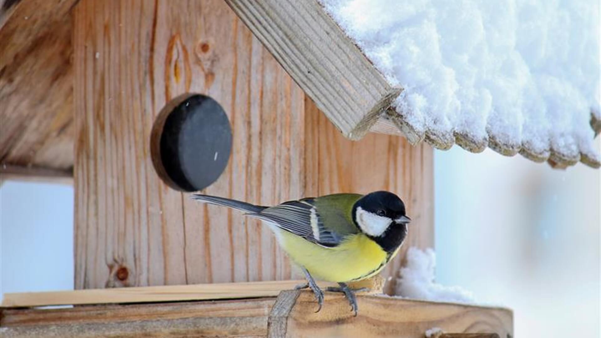 Akcja Karmnik. Studenci biologii zaobrączkowali ponad 550 ptaków