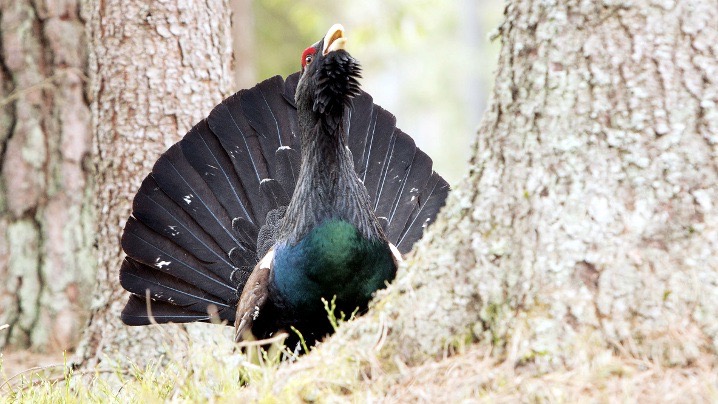 Puszcza Augustowska ma nowych, cennych lokatorów