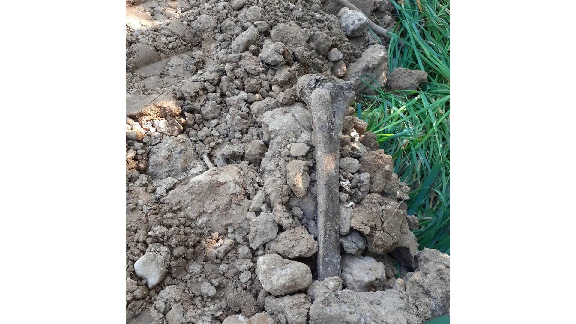 Czy doszło do profanacji dawnego cmentarza w gminie Giby?