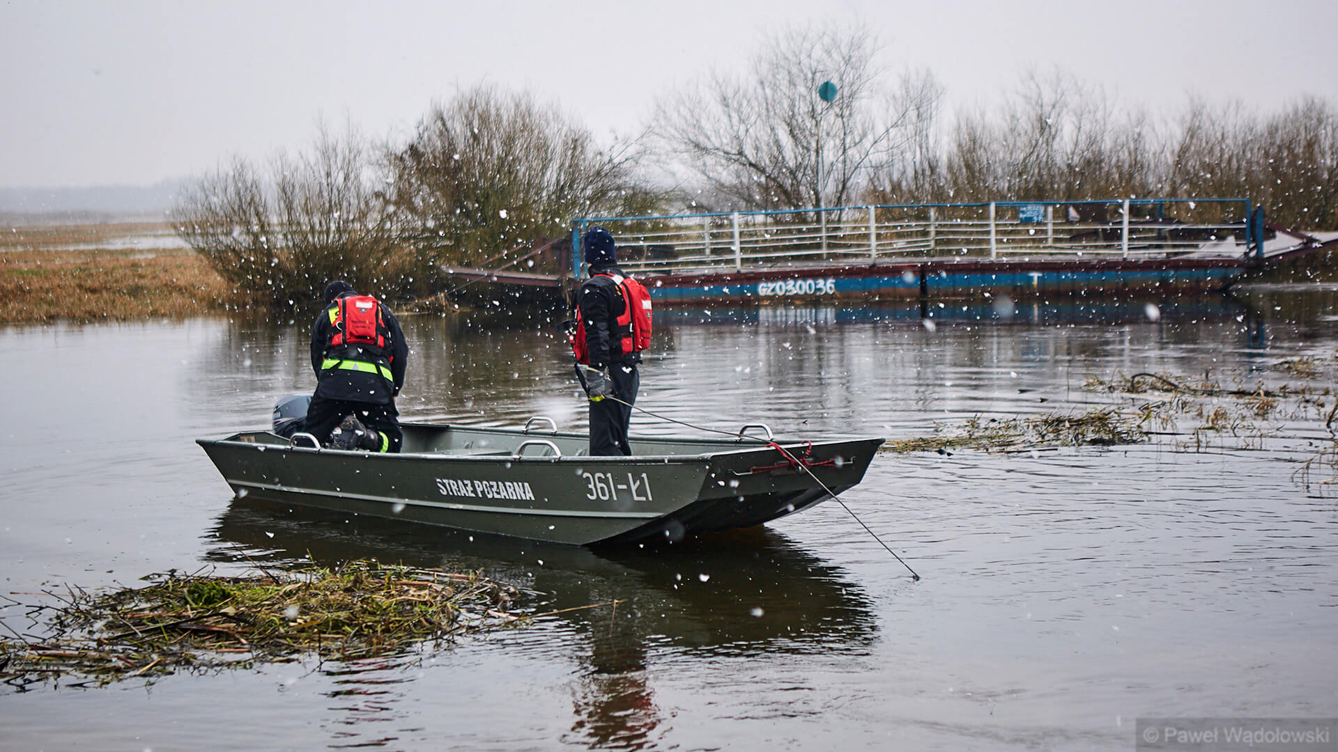 Mimo kilkugodzinnej akcji nie udało się złapać stada cieląt, które utknęło na biebrzańskich bagnach