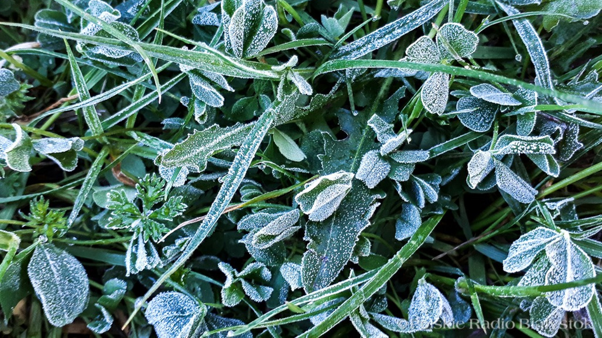 Przymrozki atakują uprawy. Wyższe ceny i mniej owoców i warzyw w sklepach