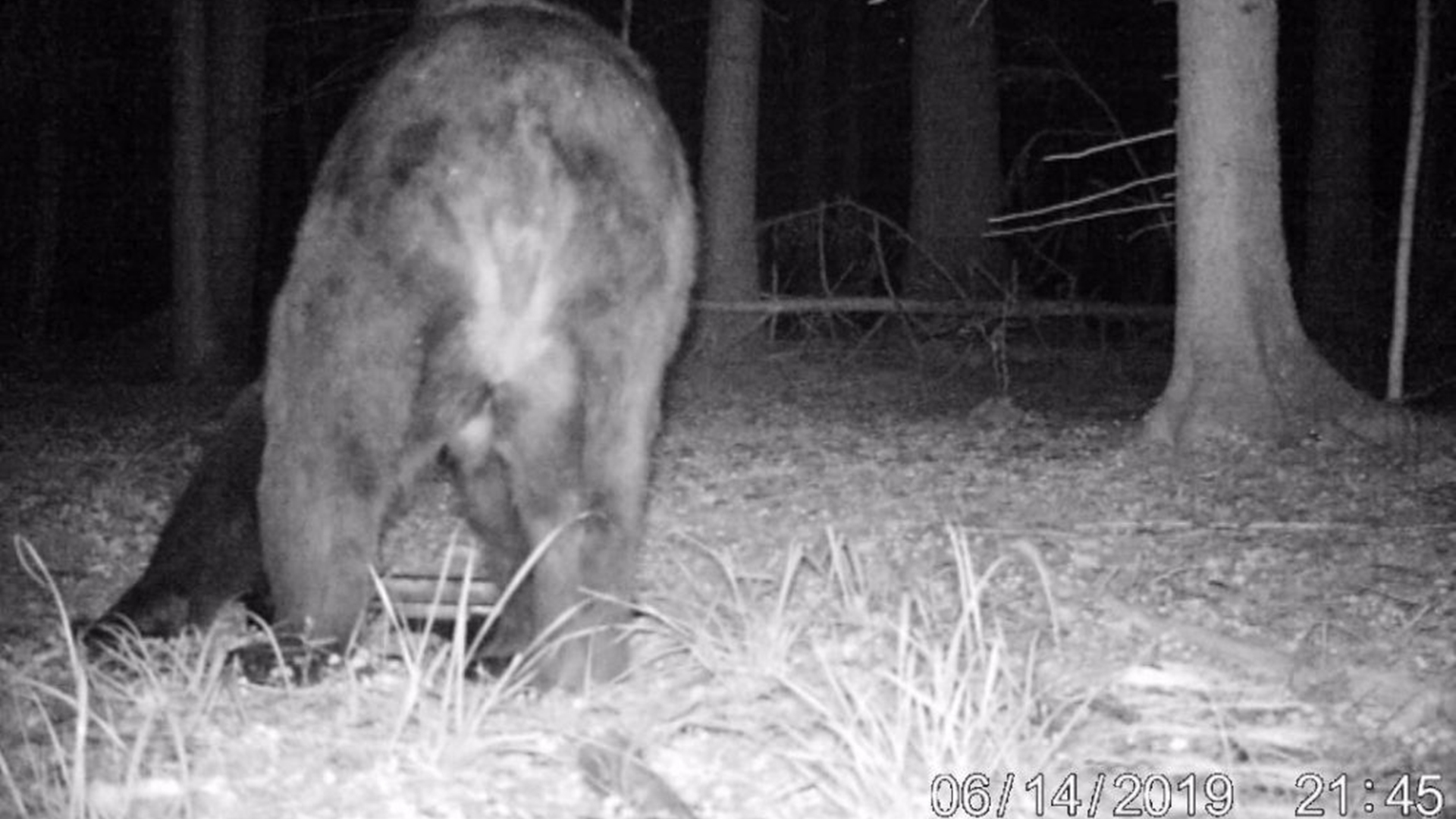 Sensacyjne odkrycie - naukowcy zaobserwowali w Puszczy Białowieskiej niedźwiedzia