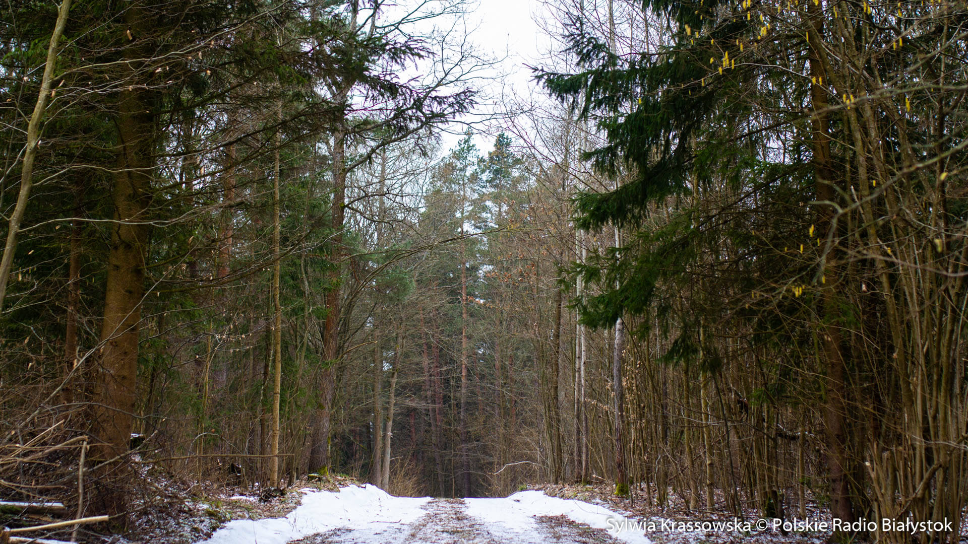 Społecznicy składają kolejną skargę do sądu w sprawie wycinki Lasu Solnickiego