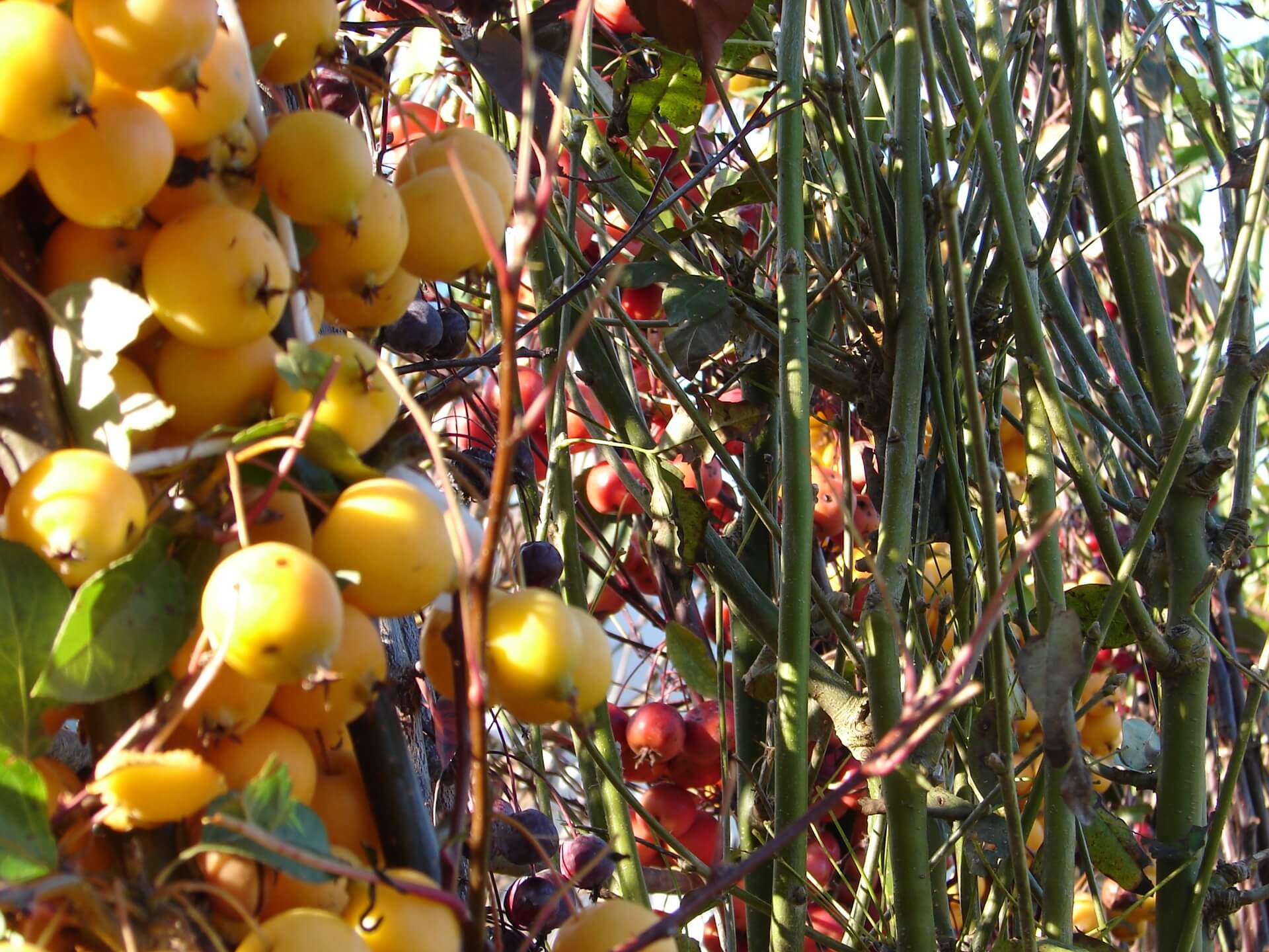 Targi "Jesień w sadzie i ogrodzie" w Szepietowie