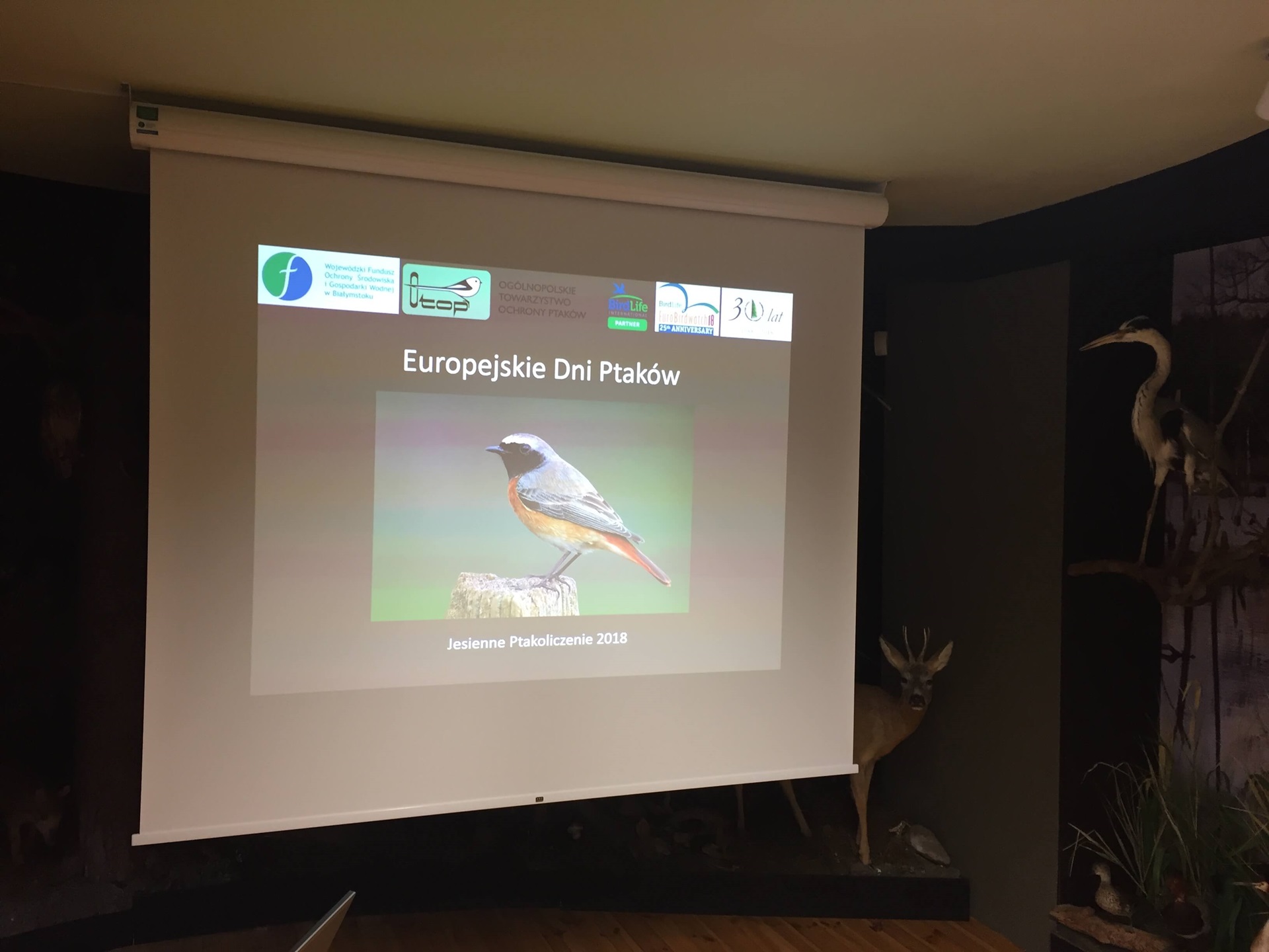 Spacery, obserwacje i liczenie - Europejskie Dni Ptaków w Podlaskiem