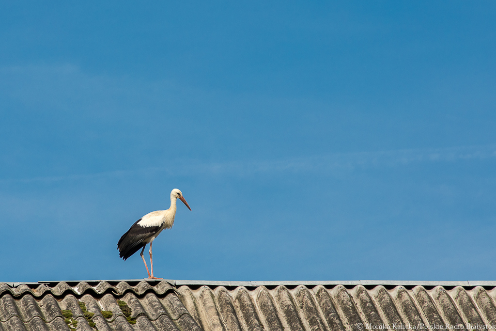 Bociany odlatują w tym roku wcześniej niż zwykle