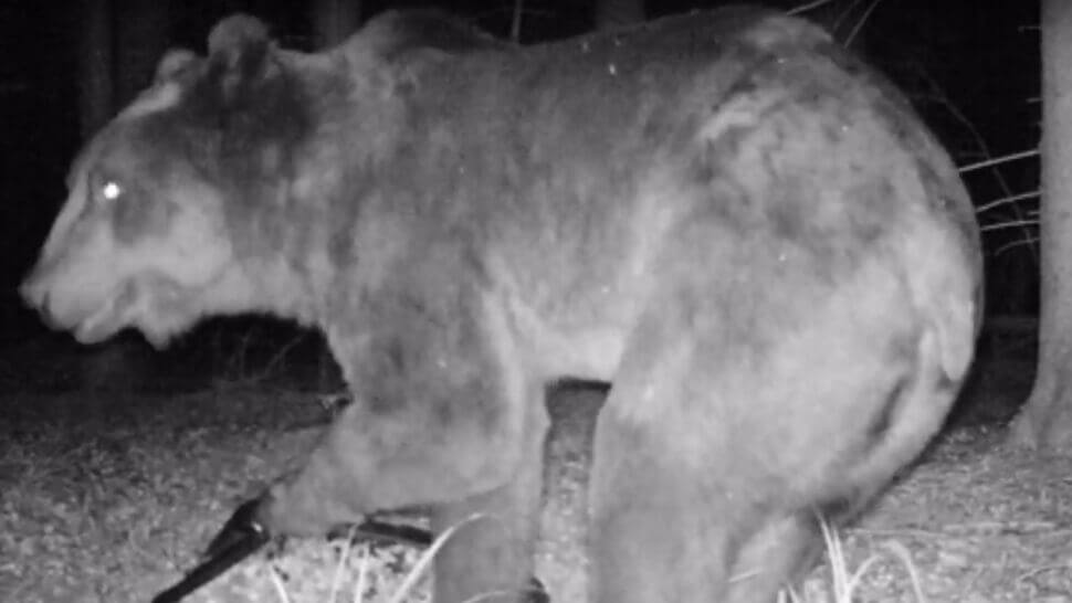 Poszukiwania niedźwiedzia w Puszczy Białowieskiej