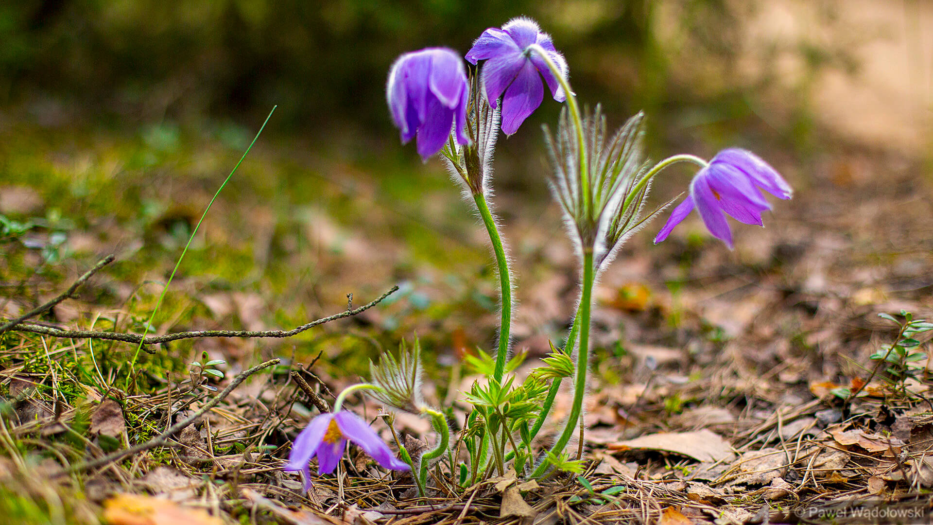 W Biebrzańskim Parku Narodowym działają patrole sasankowe