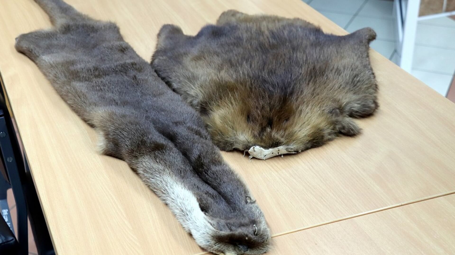 Rosjanin próbował wwieźć do Polski skóry zwierząt chronionych