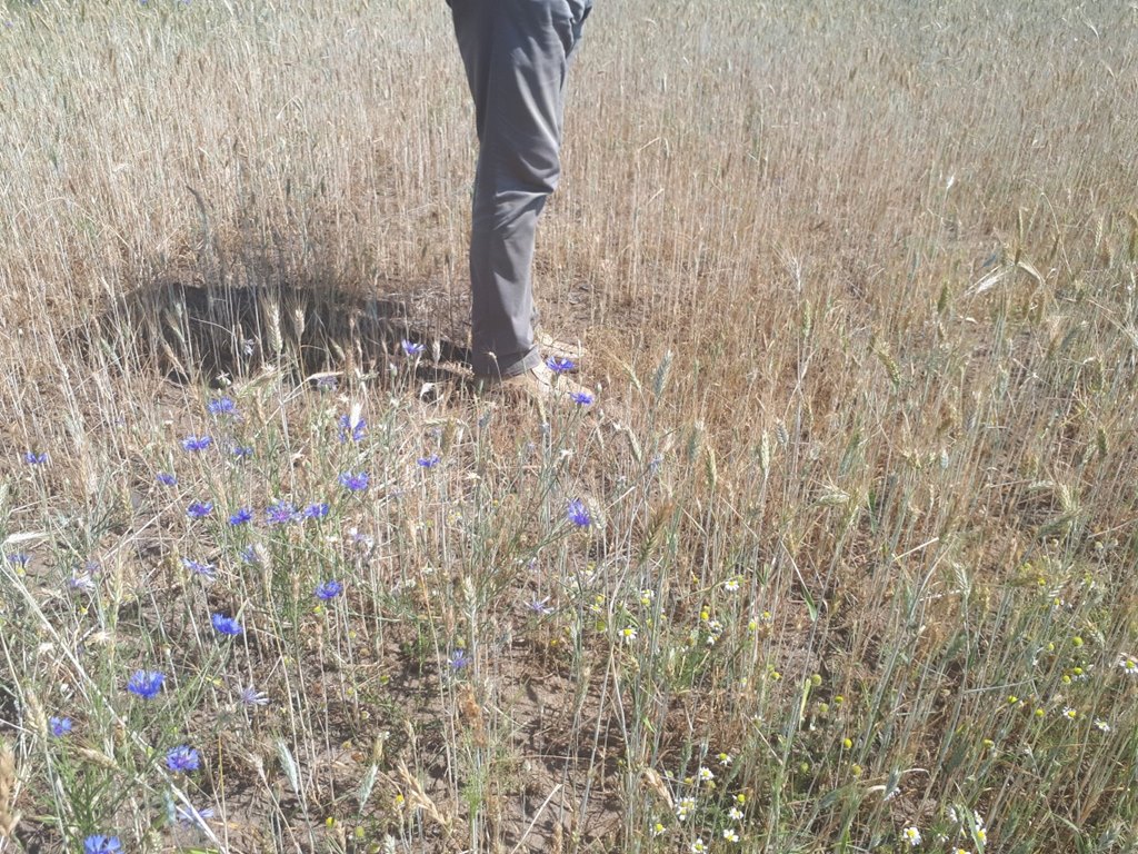 W Podlaskiem wciąż trwa szacowanie strat po suszy