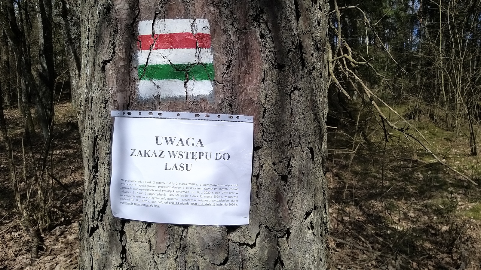 Ministerstwo Środowiska: do lasów nie mają wstępu także myśliwi