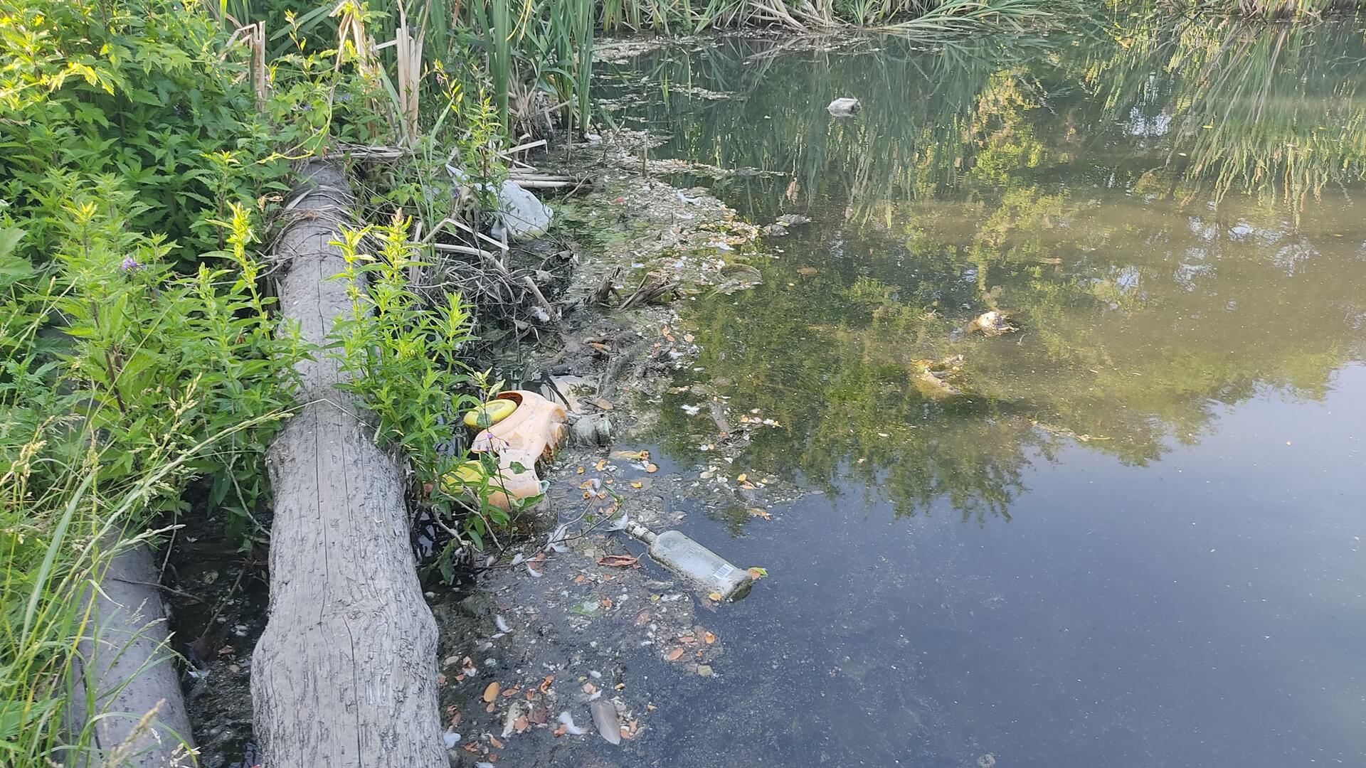Mieszkańcy bloków przy ul. Bema skarżą się na stertę śmieci pływających w pobliskim stawie