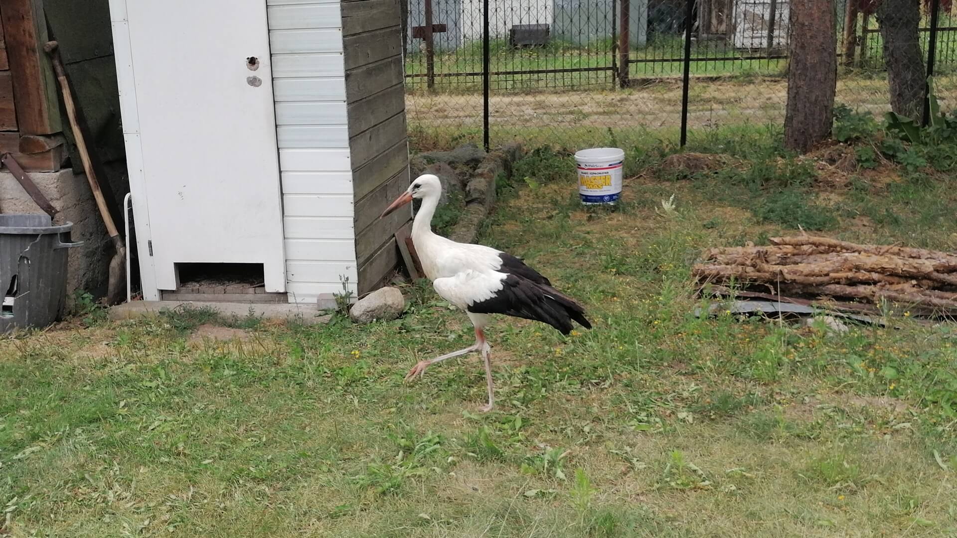 Historia z happy endem - bocian ze wsi Czerewki trafi do ośrodka rehabilitacji [wideo]