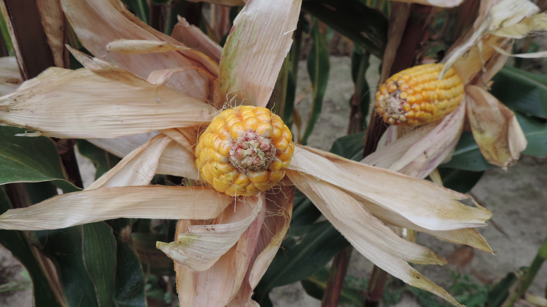 Podlaski Dzień Kukurydzy w Szepietowie