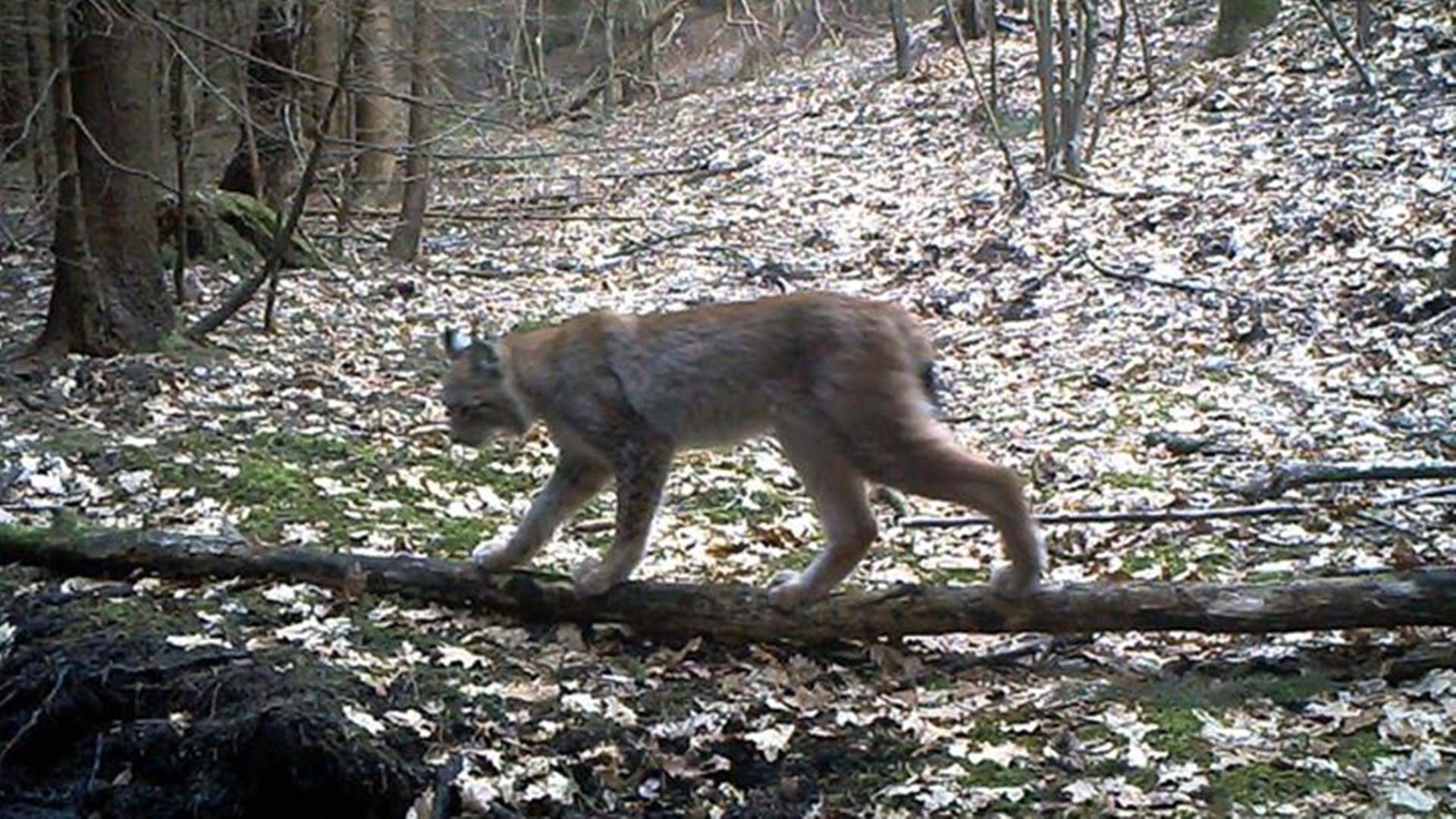 Policja w Sokółce bada okoliczności zabicia rysia