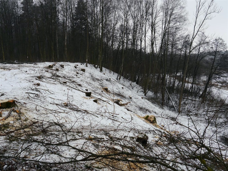 Leśnicy wycięli 80-letnie drzewa rosnące nad Rospudą