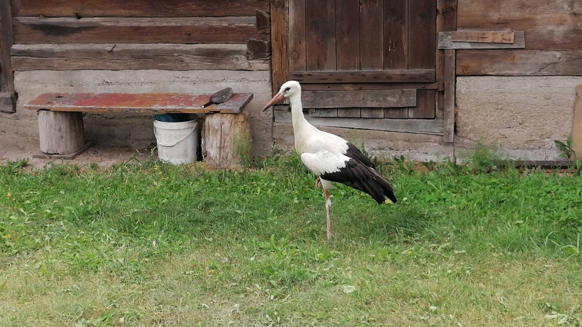 Bezsilność kobiety, która uratowała bociana. Żadna ze służb nie chce zainteresować się jego losem [zdjęcia, wideo]