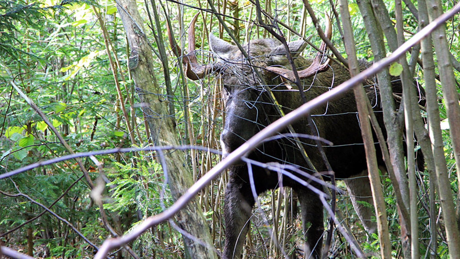 Wysokie ogrodzenia mogą być śmiertelną pułapką dla zwierząt