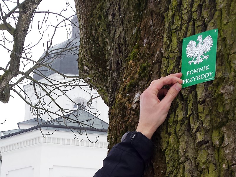 Ubywa starych drzew w Suwałkach