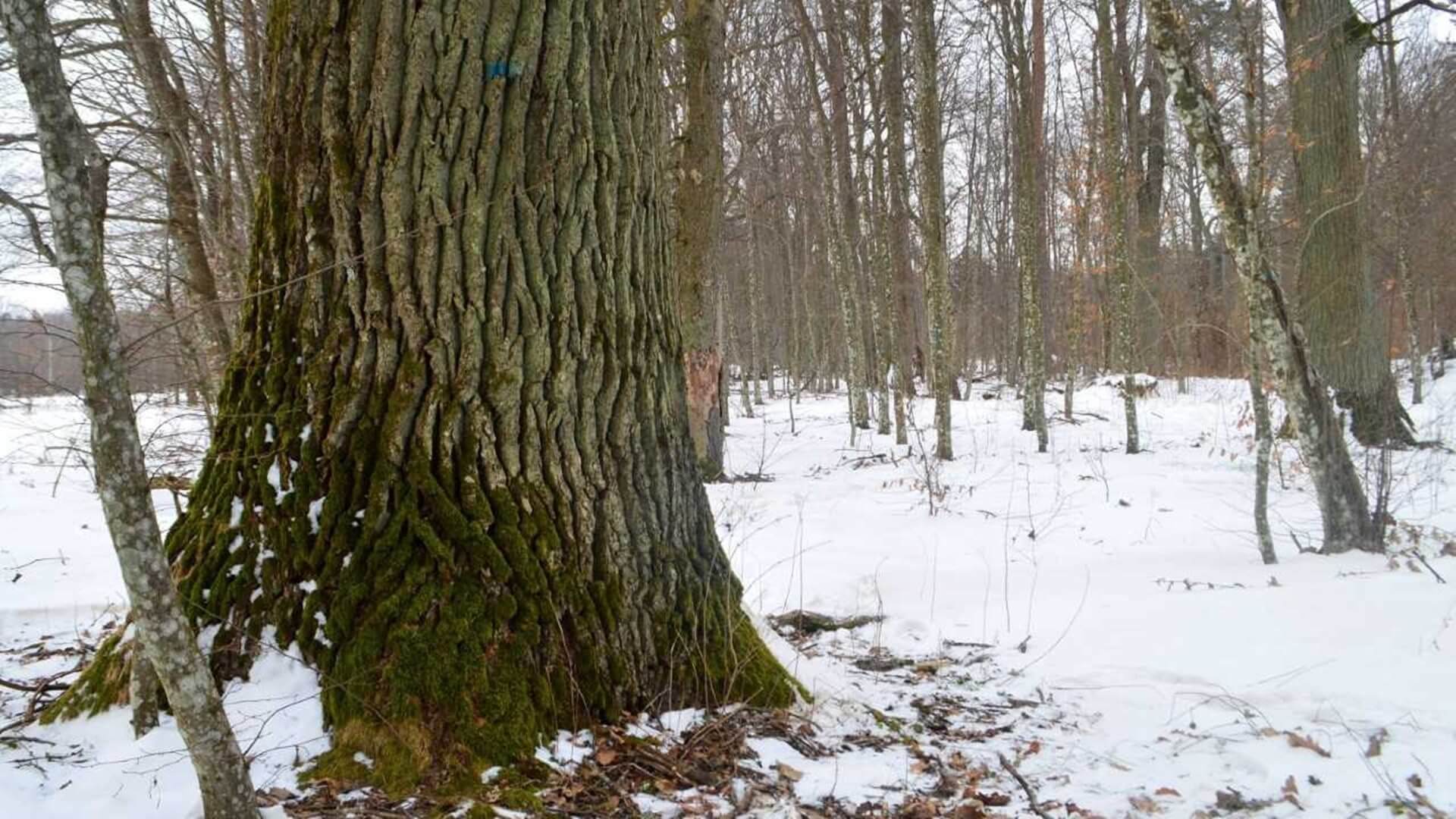 Społecznicy i niektórzy mieszkańcy wsi Lipina nie chcą wycinki wiekowych dębów