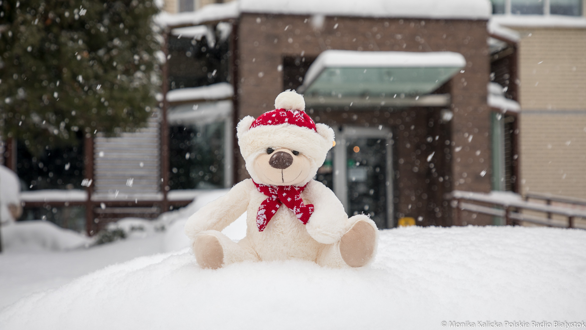 We Wrocławiu są krasnale, w Białymstoku mogą być niedźwiadki