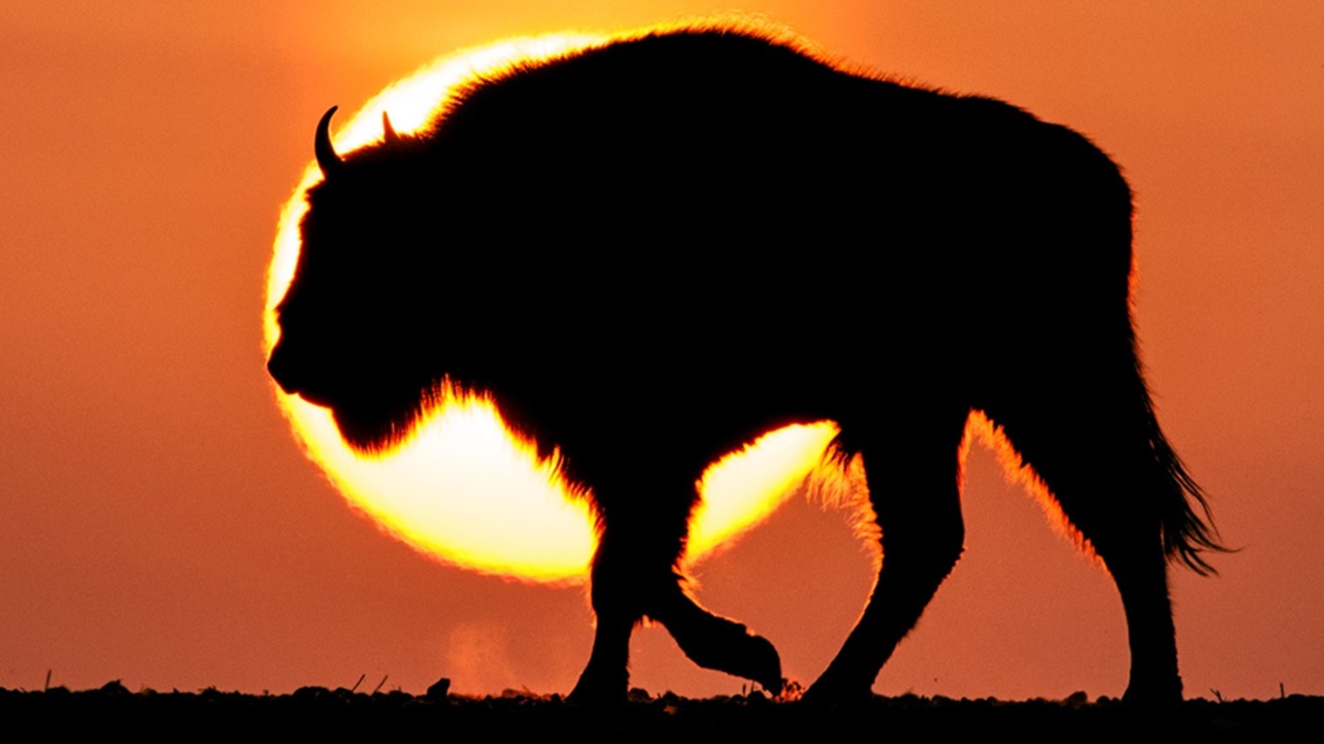 Warto wybrać się do Puszczy Białowieskiej podziwiać żubry