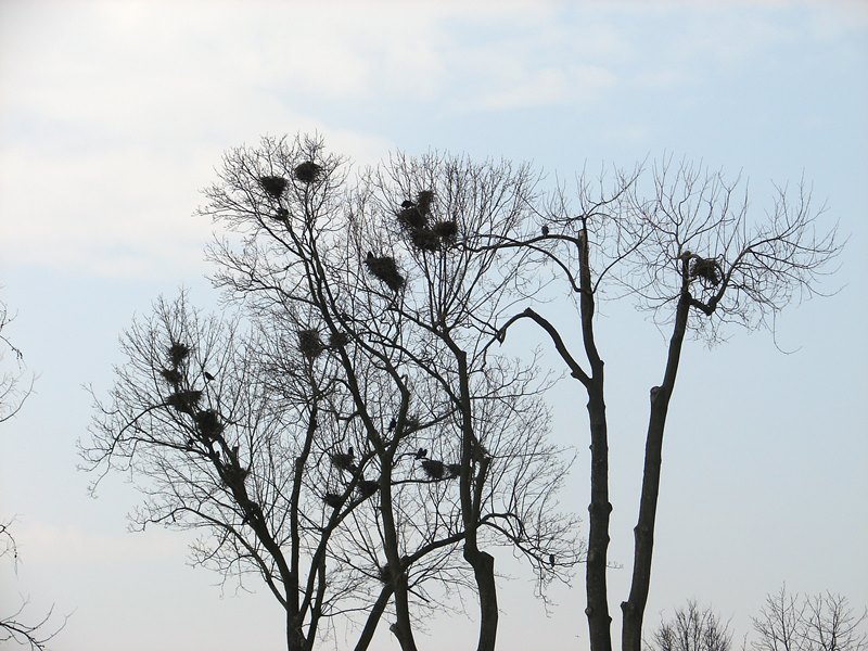 Sokolnik pomoże płoszyć ptaki w Wysokiem Mazowieckiem