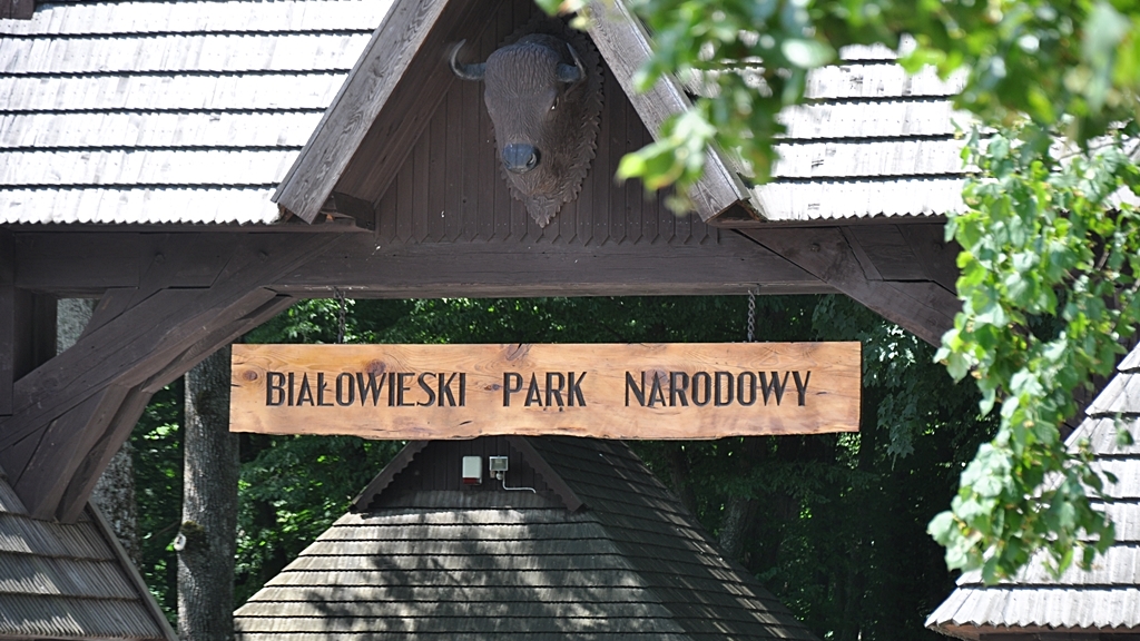 Białowieski Park Narodowy zaprasza turystów na rykowisko