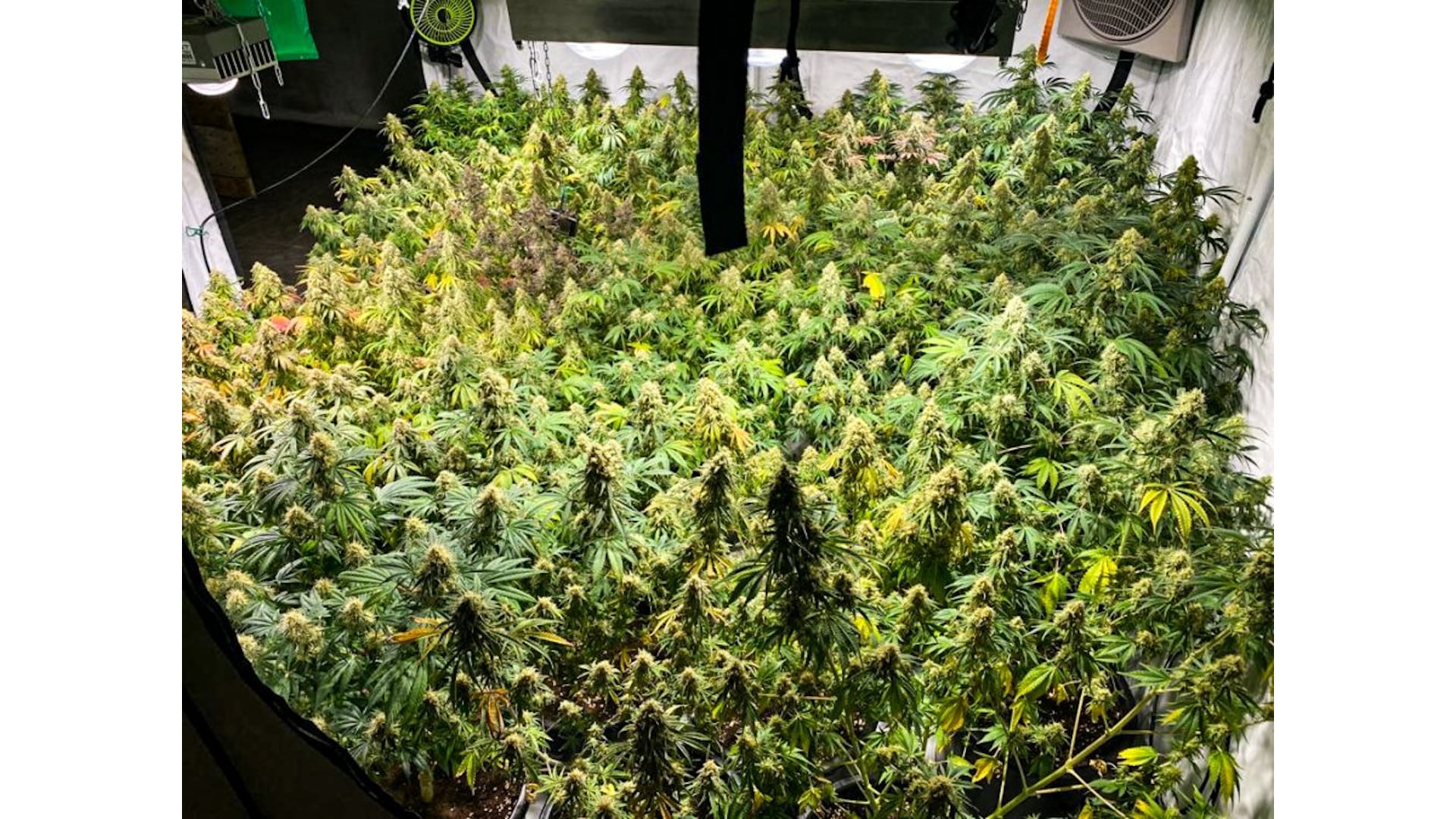 Białystok: trzech mężczyzn podejrzanych o posiadanie i uprawę marihuany