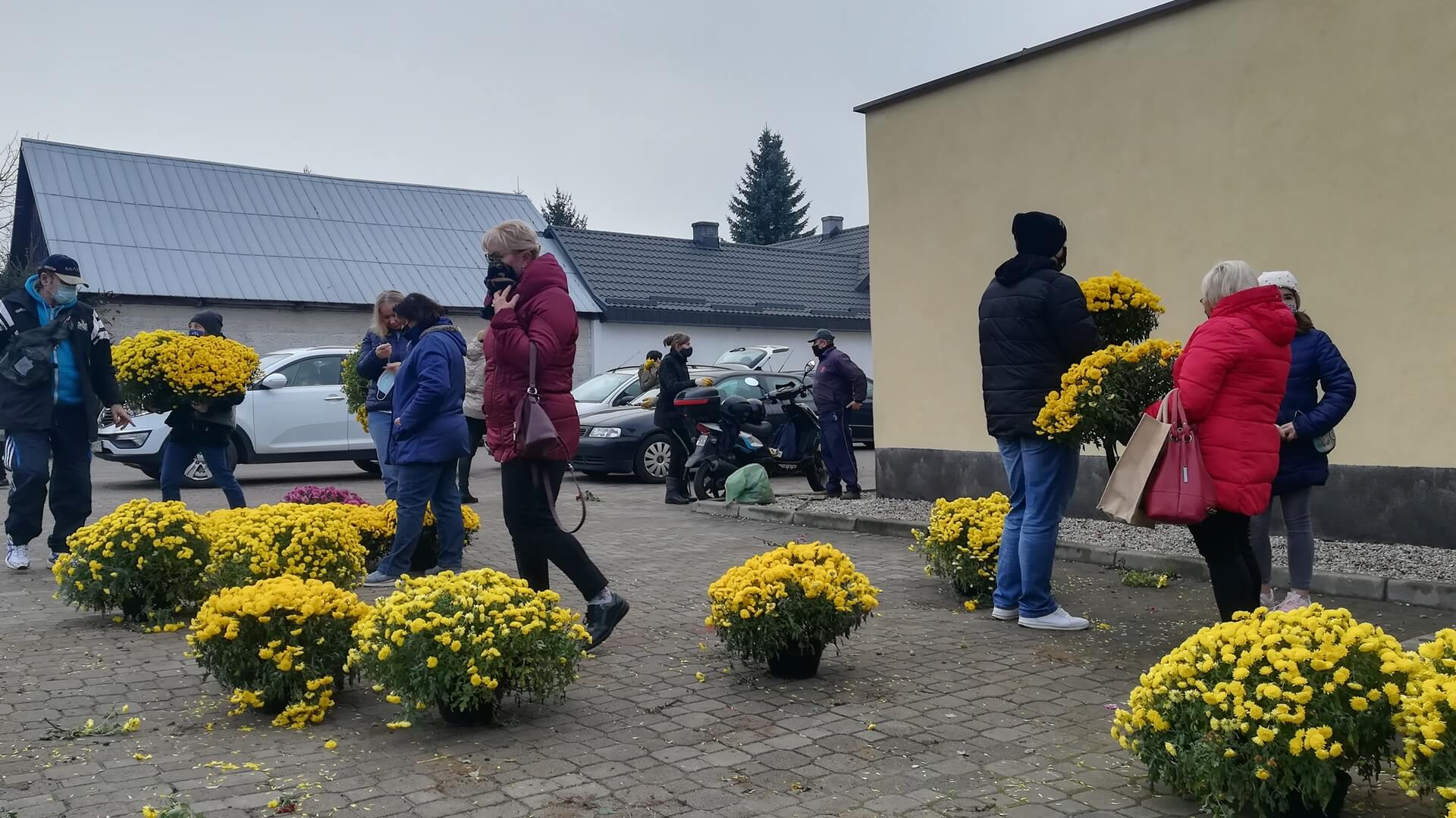 W tym roku chryzantemy trafią nie tylko na cmentarze, ale i do... ogródków