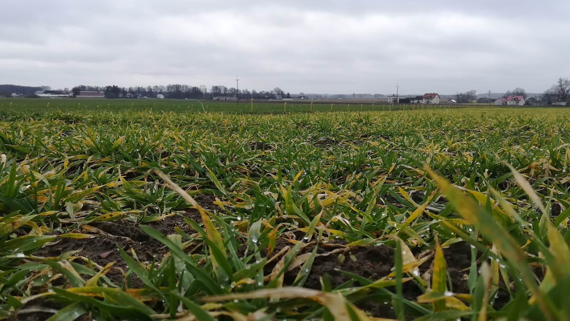 Wyjątkowo łagodna zima w Podlaskiem nie szkodzi uprawom zbóż