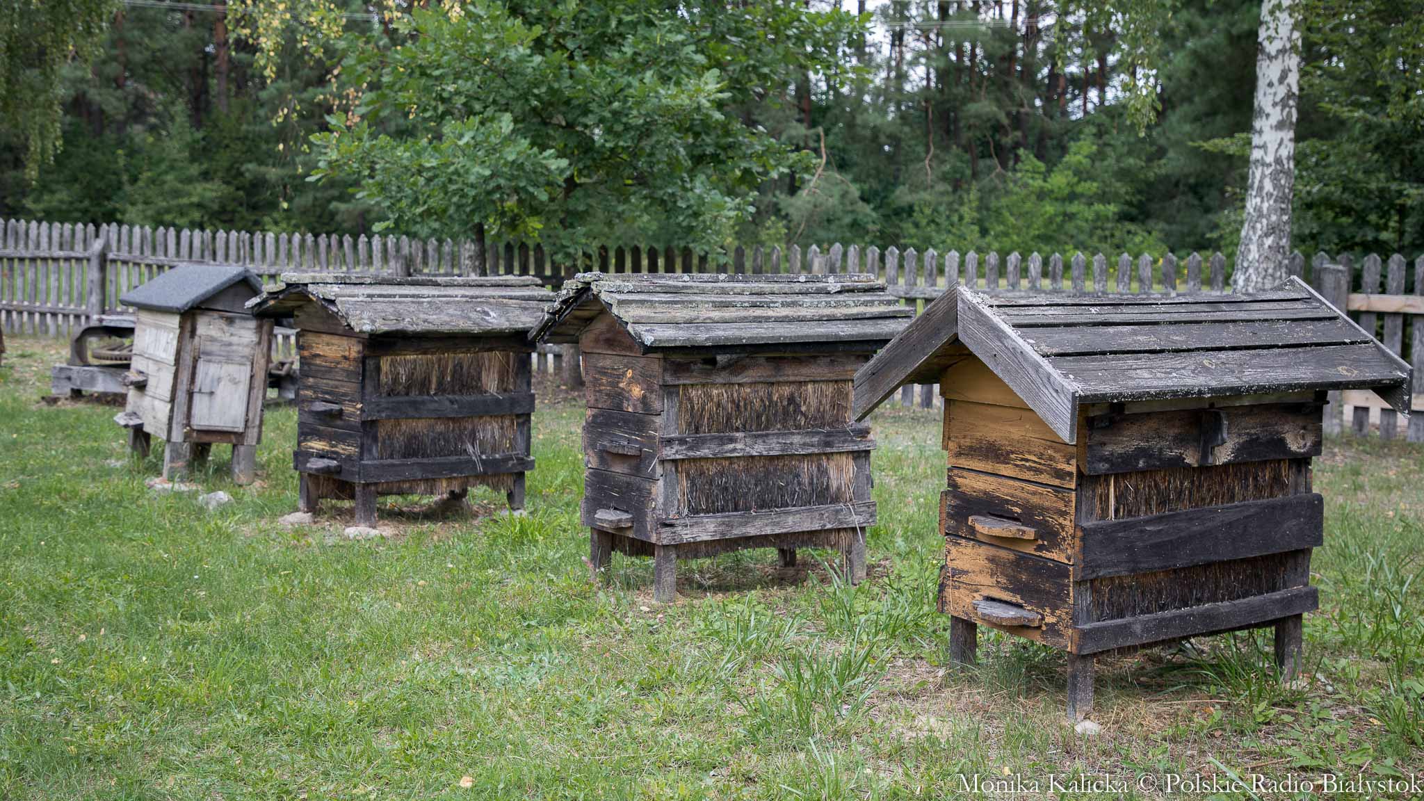 Warsztaty i degustacja miodu - Wielki Dzień Pszczół na Podlasiu