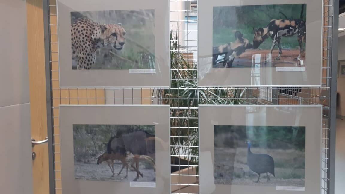 W kampusie UwB można oglądać wystawę "Dzika Afryka"