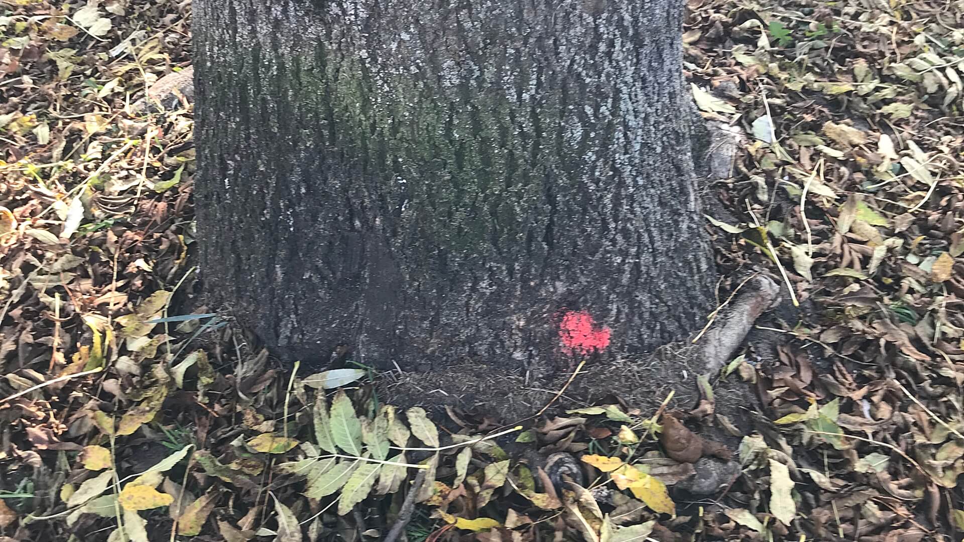 W suwalskim parku Konstytucji 3 Maja wycięto jeden z najstarszych i największych jesionów