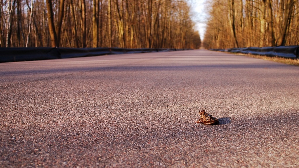 Trwa akcja ochrony płazów Puszczy Białowieskiej