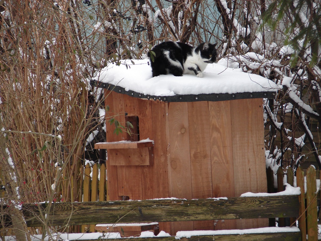 Łomżyńska spółdzielnia ustawiła budki dla bezdomnych kotów