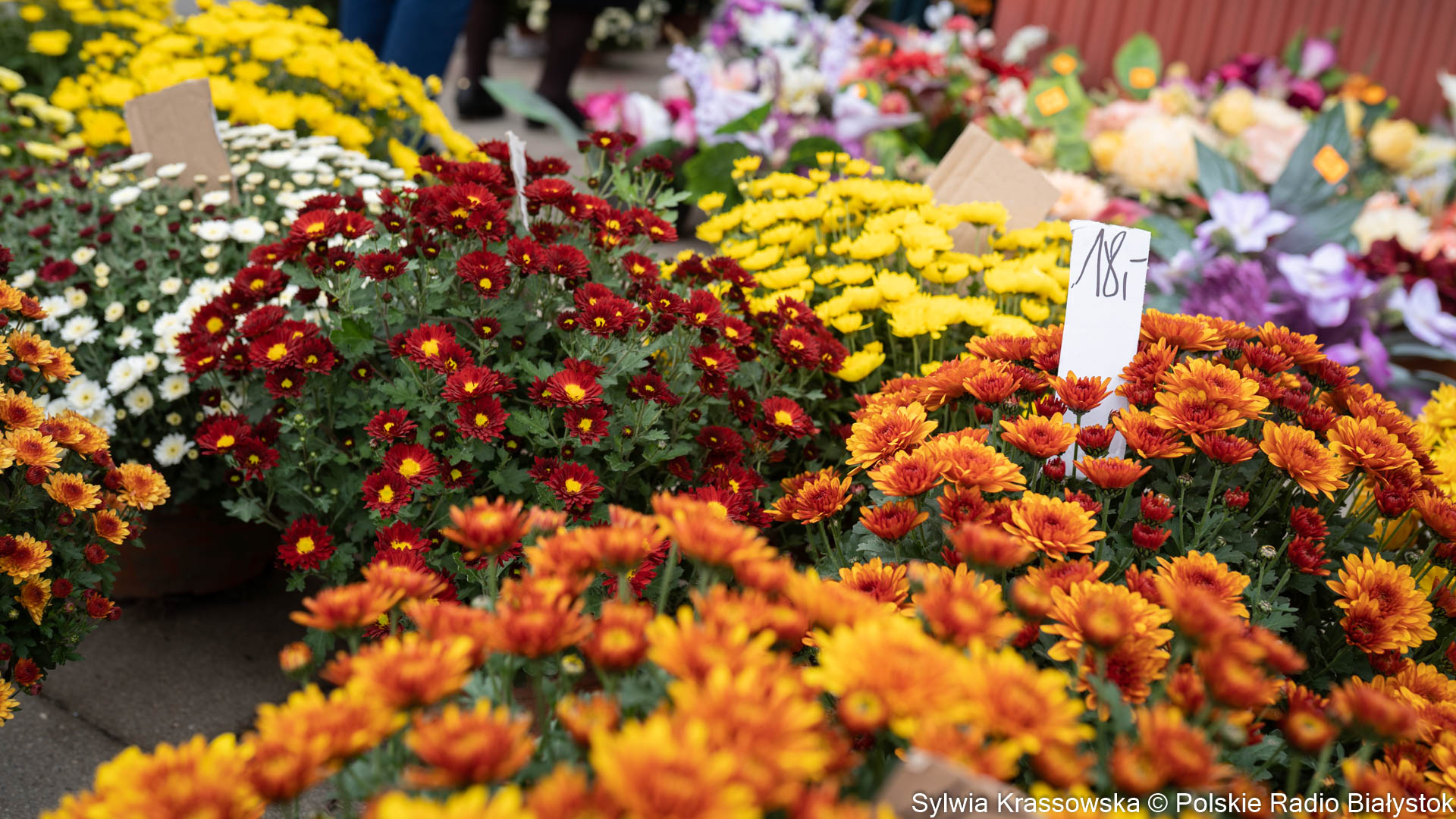 Znicze i chryzantemy droższe niż w zeszłym roku