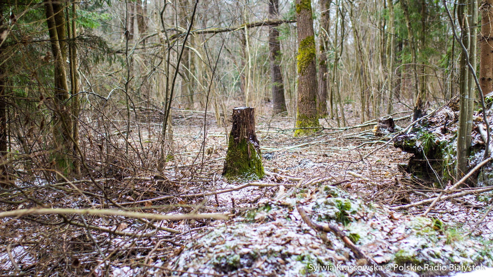 Jest skarga leśników do WSA ws. wycinki Lasu Solnickiego