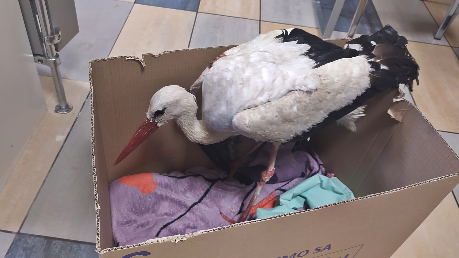 Jak pomagać dzikim zwierzętom?