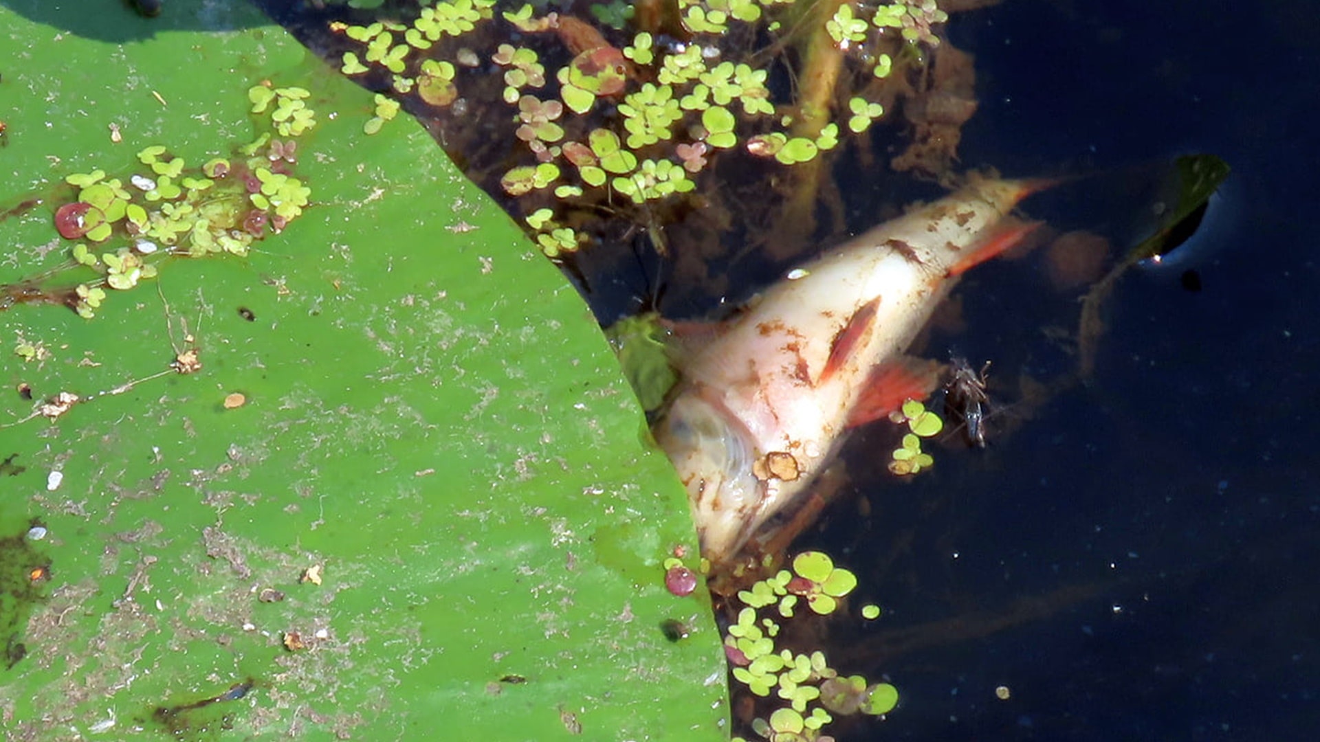 Badania potwierdziły przyduchę w Biebrzy. Poprawić sytuację może tylko zmiana pogody