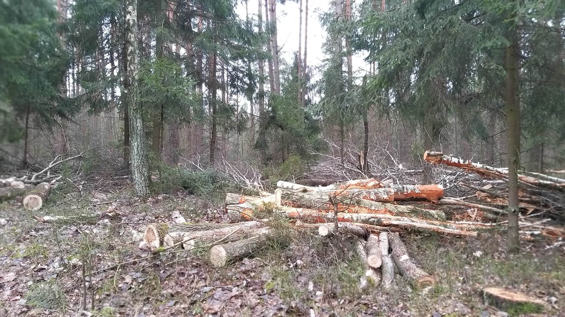 Wstrzymanie wycinki drzew w Puszczy Augustowskiej i Knyszyńskiej