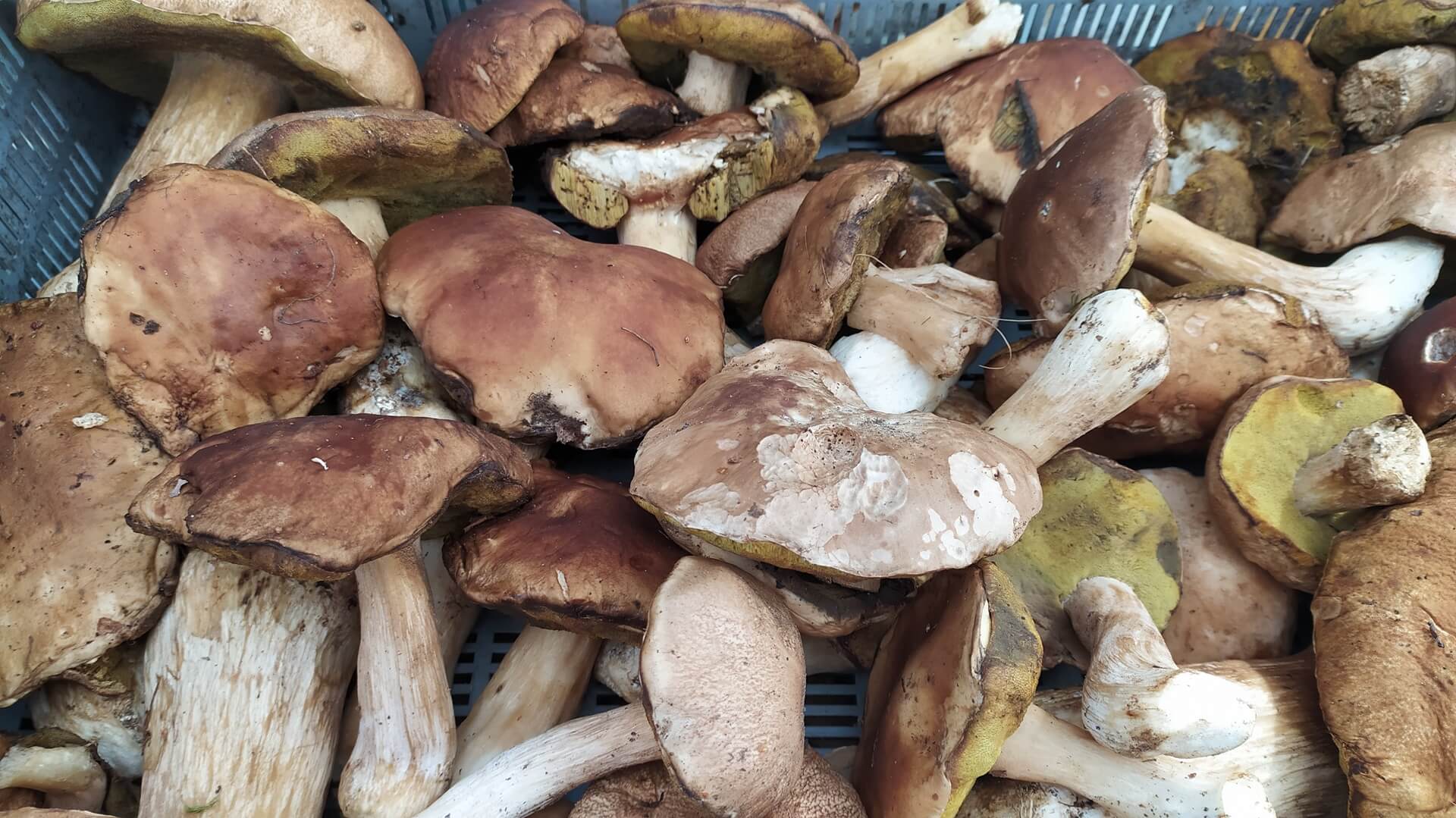 Sezon grzybowy w pełni - o czym trzeba pamiętać podczas wyprawy do lasu