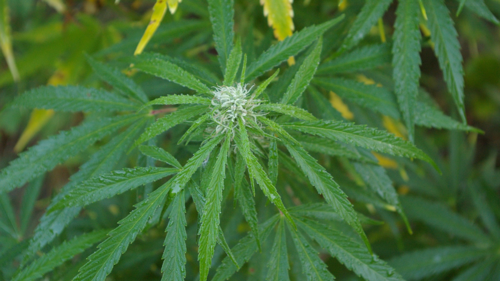 Sejneńscy policjanci zlikwidowali nielegalną uprawę konopi