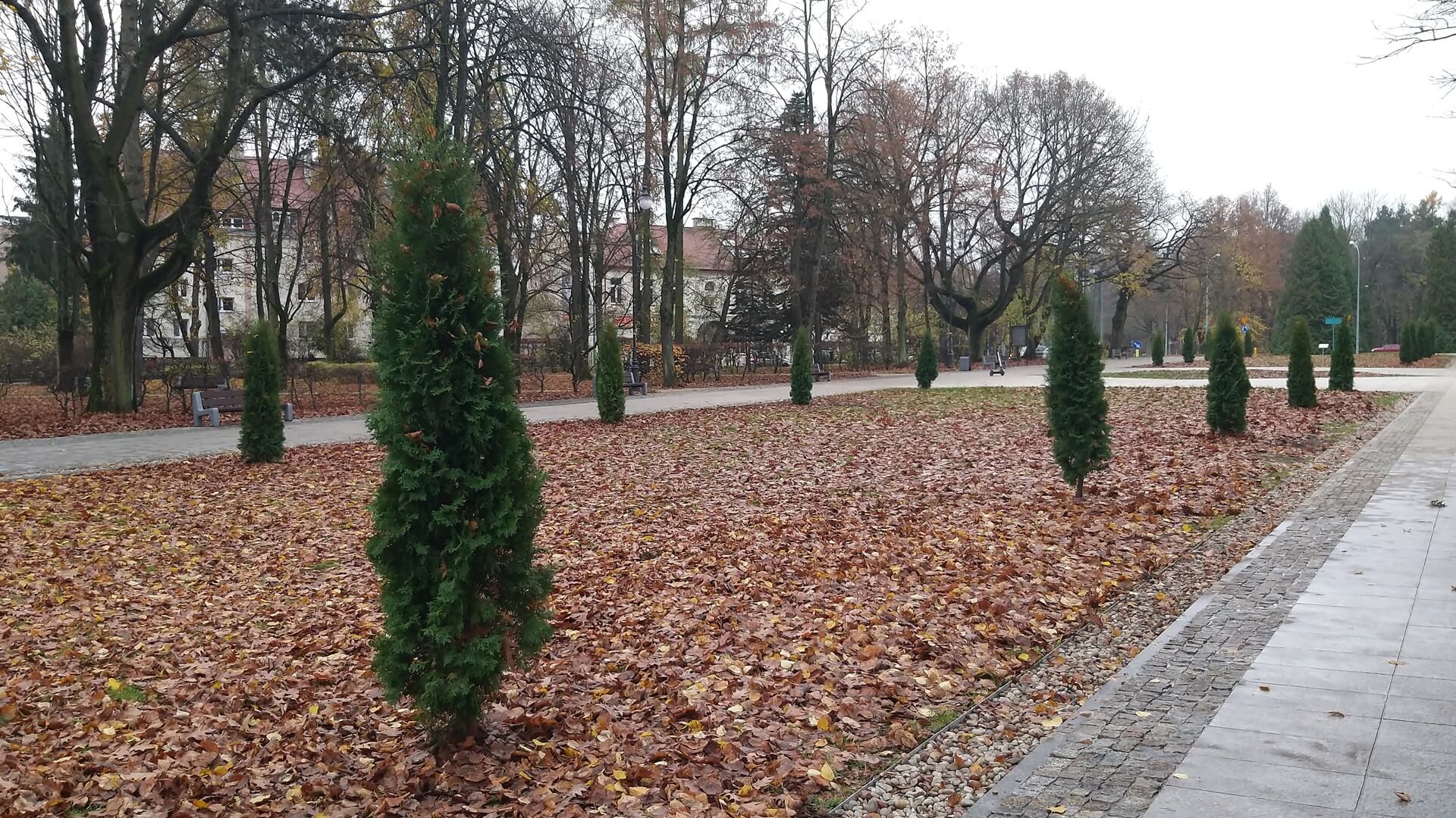 W białostockim parku Planty wycięto 20 tuj - społecznicy chcą zapobiec wycince kolejnych roślin