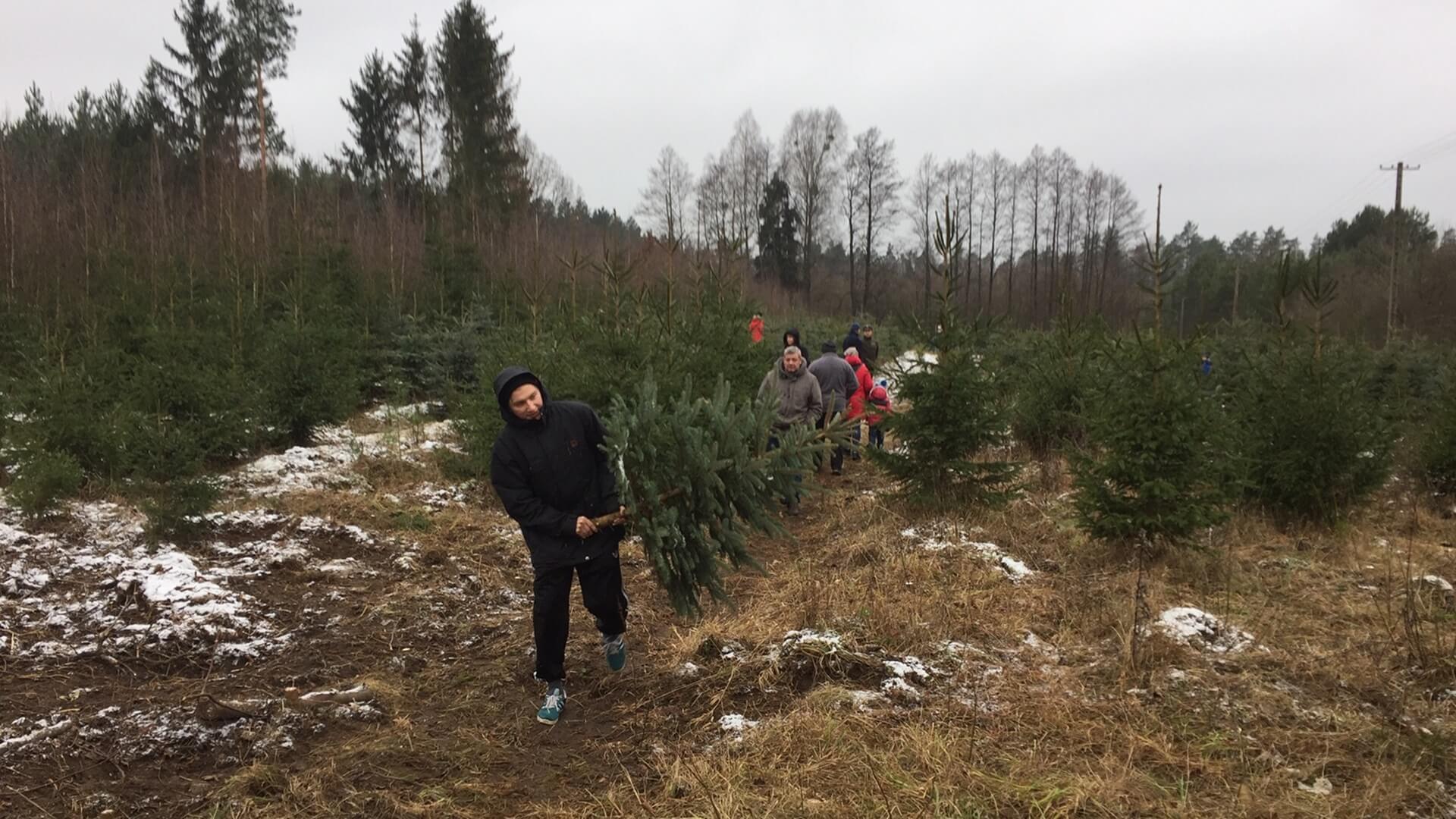 Leśnicy zachęcają do zakupu choinek prosto z plantacji