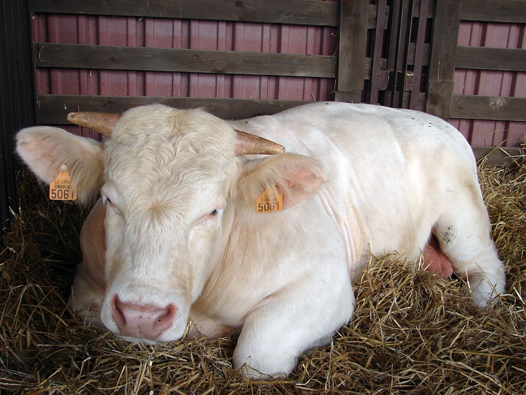 Produkcja wołowiny w Polsce ma być bardziej opłacalna - dzięki nowej strategii