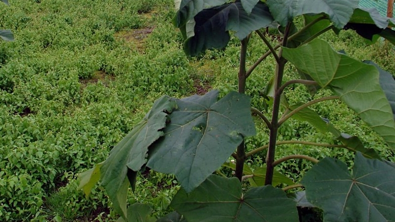 W Łomży będą posadzone antysmogowe drzewa