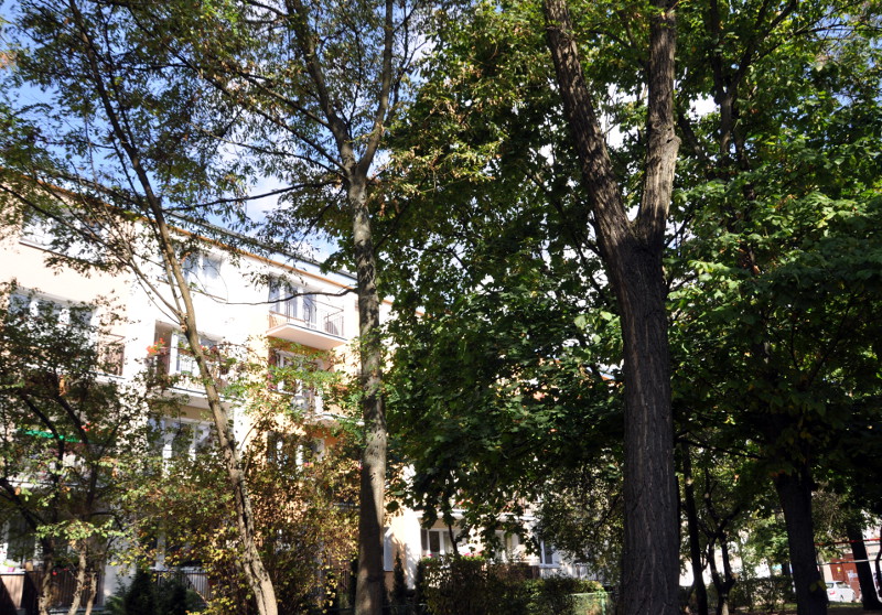 Uczniowie wspólnie z leśnikami będą sadzić drzewa w Łomży