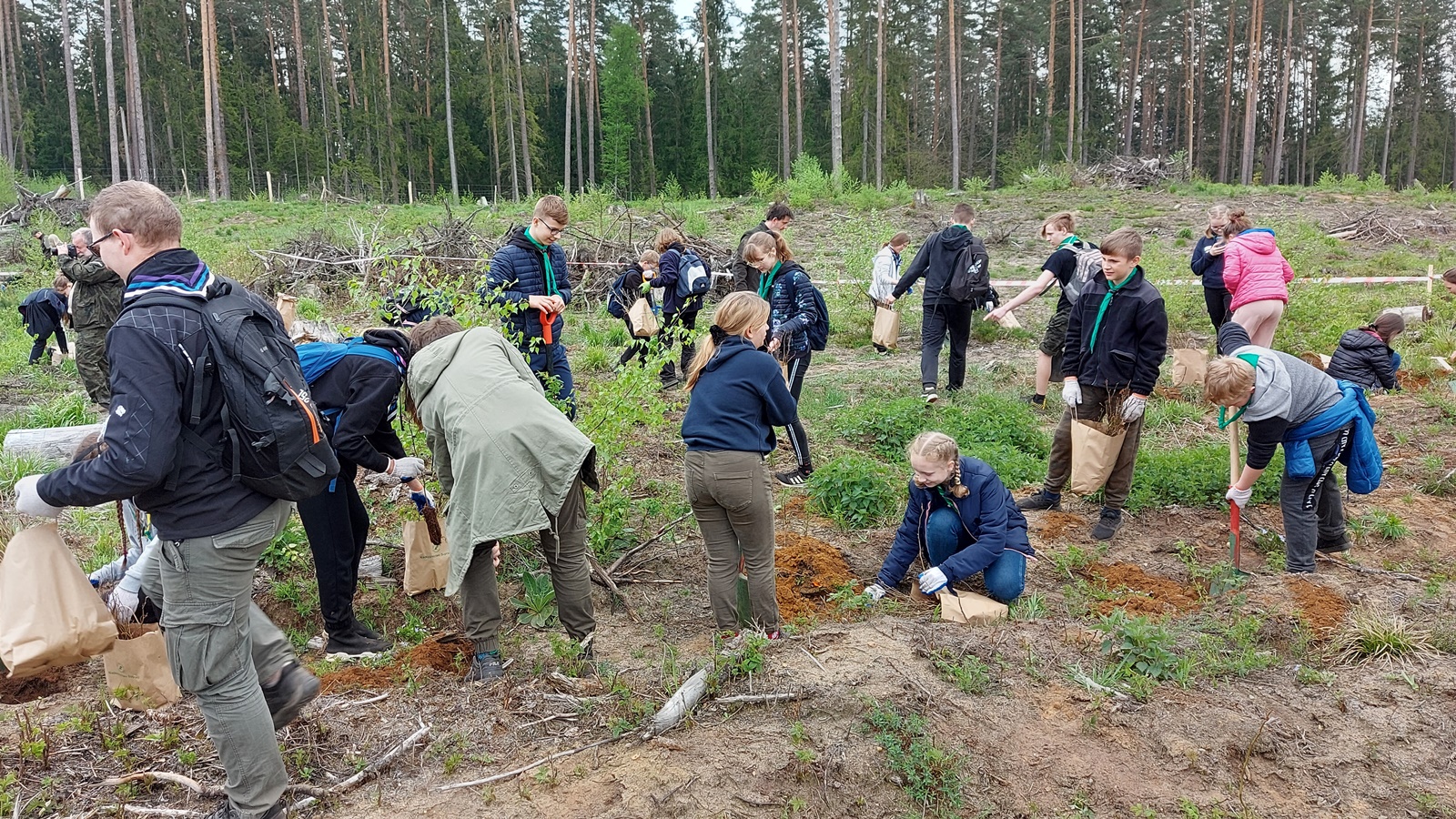 Kilkanaście tysięcy drzew zasadzili harcerze w Puszczy Knyszyńskiej - z czasem utworzą one żywą lilijkę