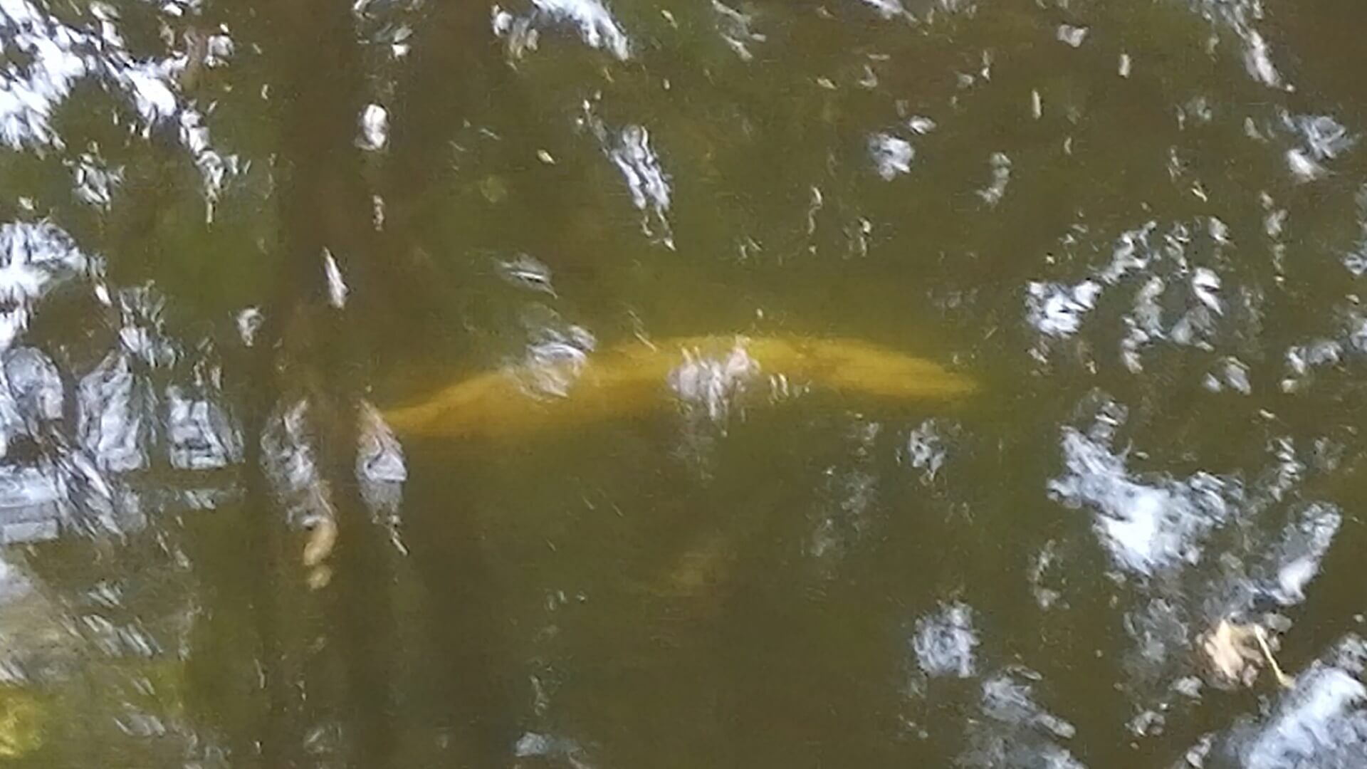 Śnięte ryby w rzece Supraśl w pobliżu dzikiego kąpieliska w Jurowcach